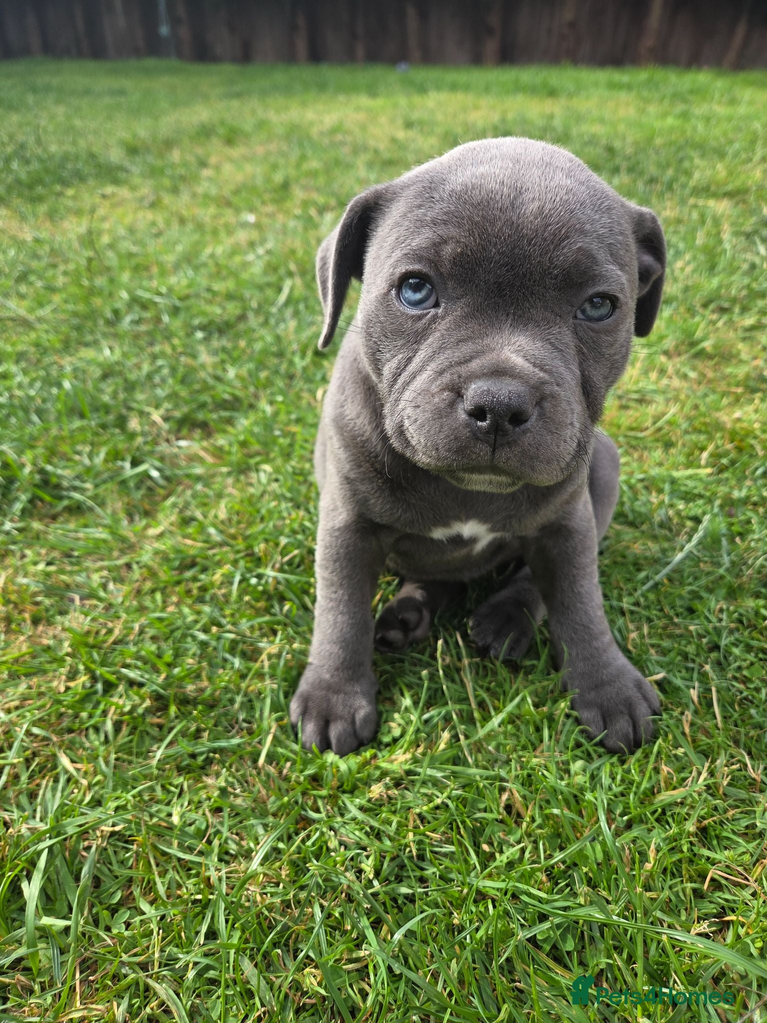 Staffordshire Bull Terrier dogs Beautiful KC Staffordshire Bull Terrier Girl  - Advert 11