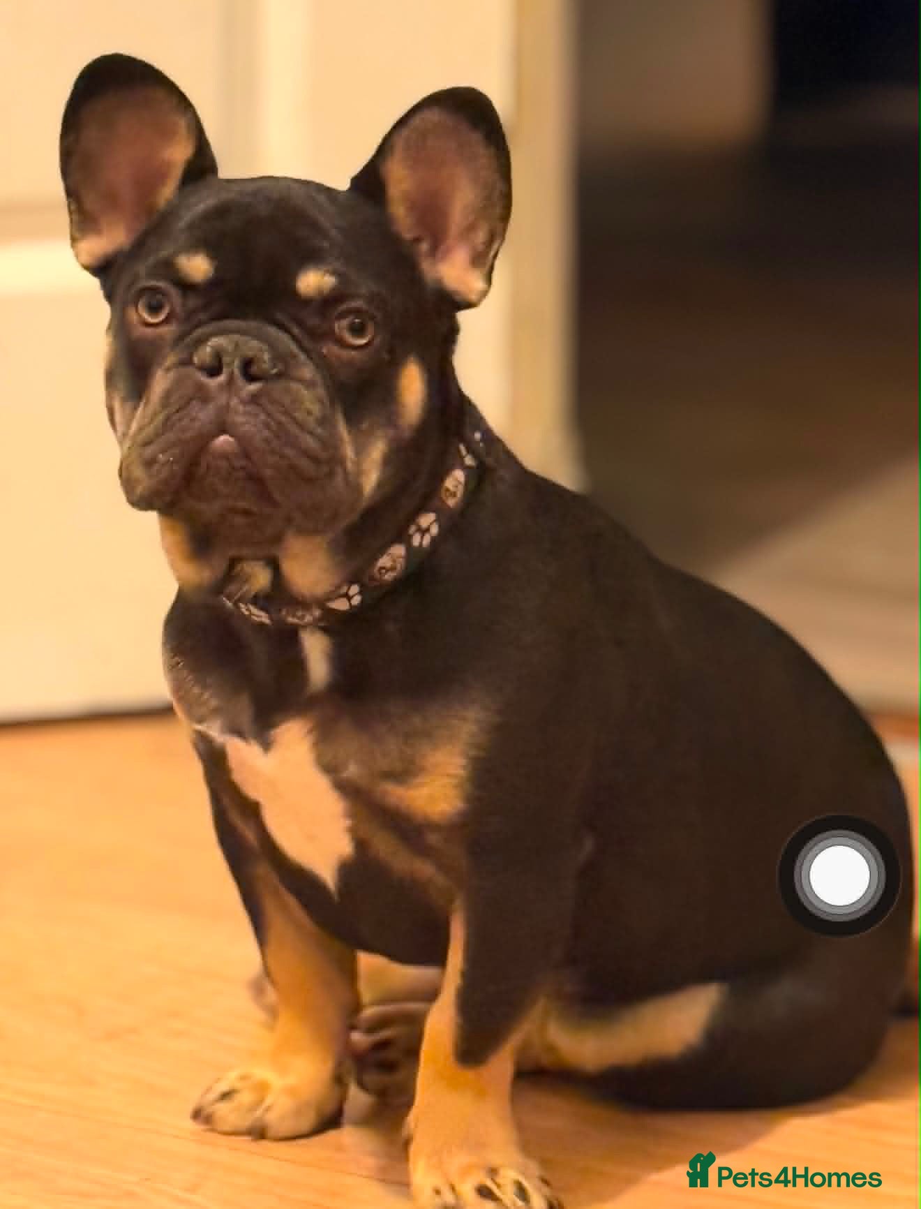 French Bulldog dogs Male frenchie  - Advert 1