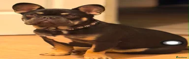 French Bulldog 1