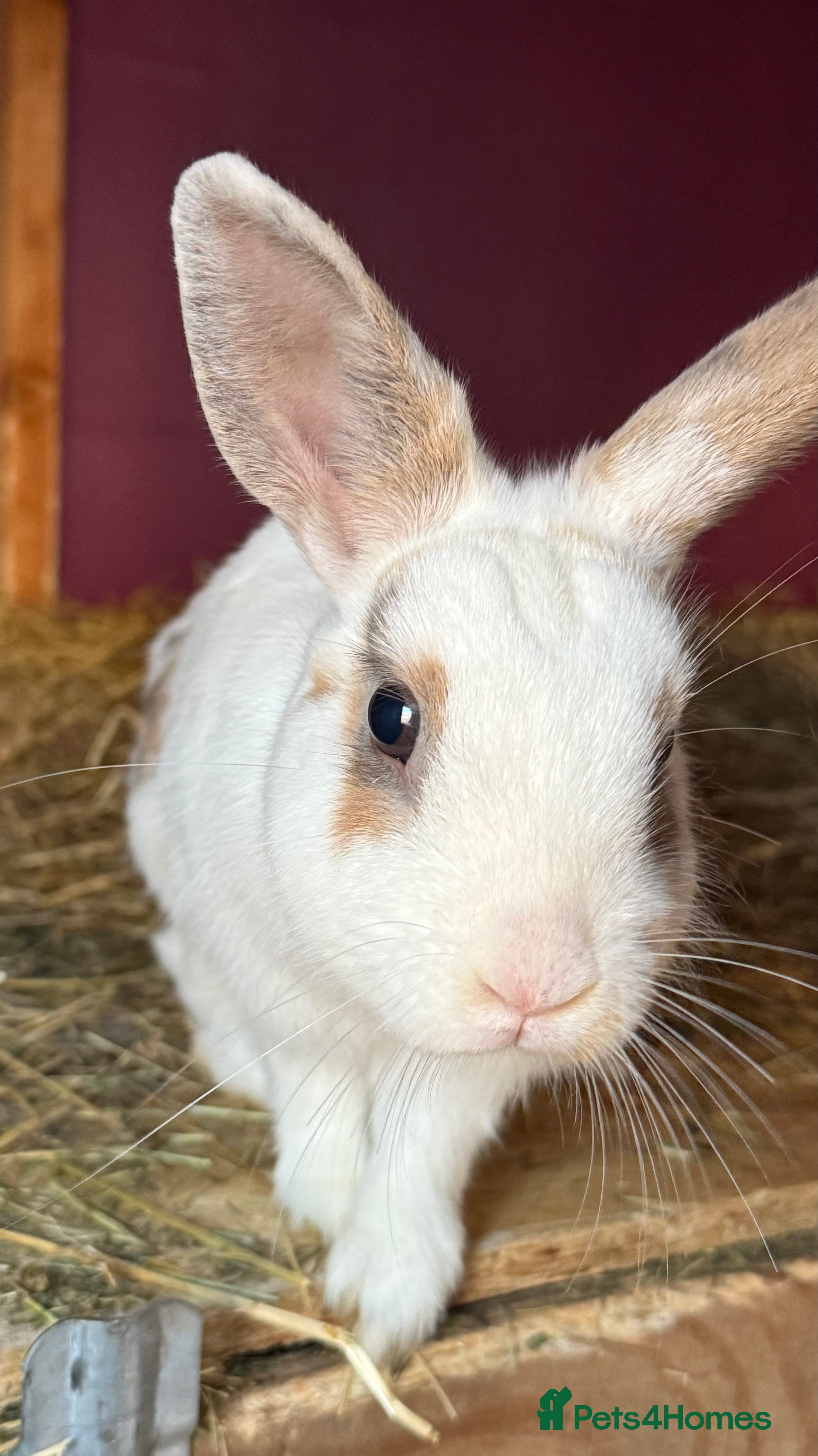 Mixed Breed rabbits Netherland Dwarf X Mini Lop - Advert 7