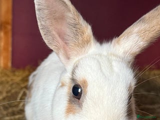 Mixed Breed rabbits for sale - Advert 2
