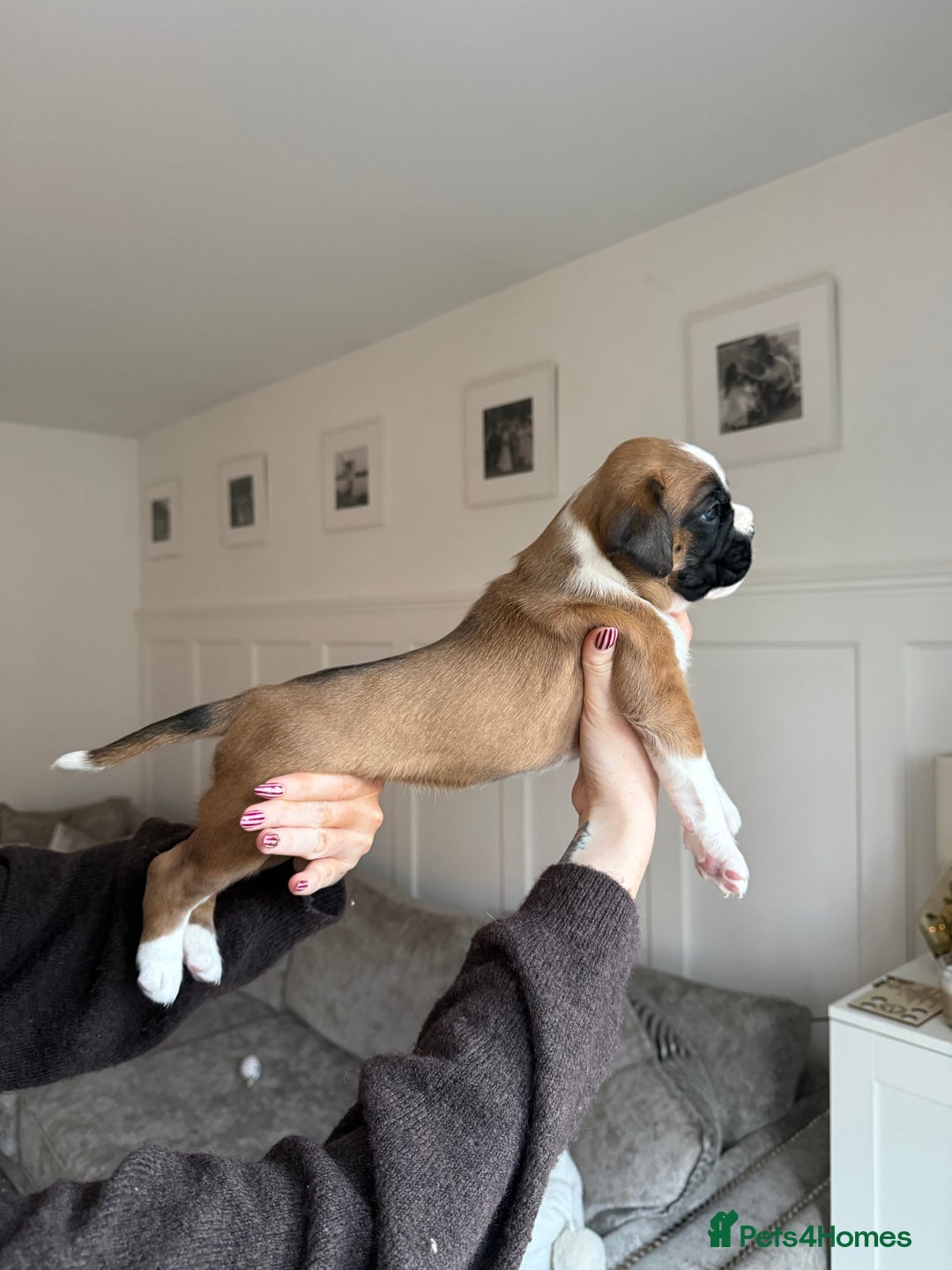 Boxer dogs for sale: 4 CHAMP BLOODLINE CHUNKY BOXER PUPS, bobtail/tail - Advert 22
