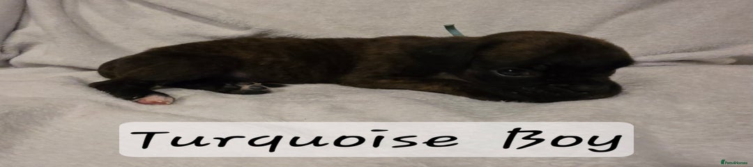 Turquoise Boy
