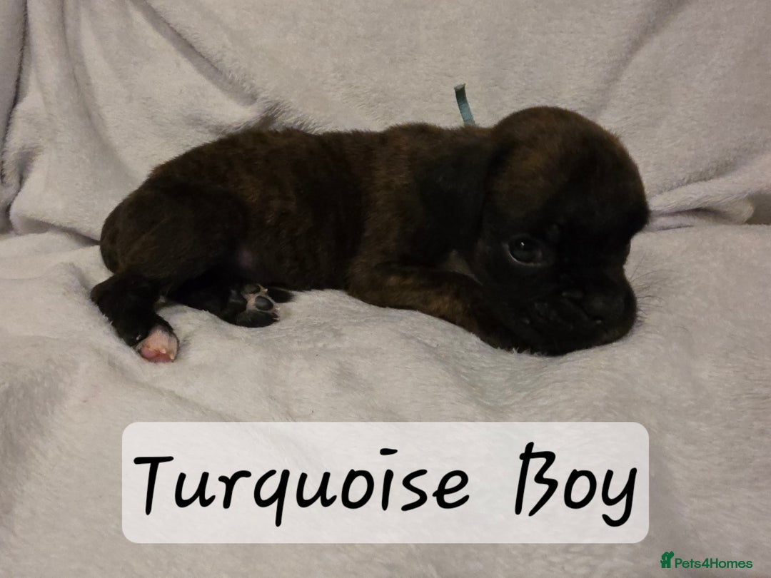 Boxer dogs for sale: Part European quality KC Reg Boxers - Advert 7