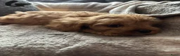 Cavapoo dogs for sale: ONLY TWO LEFT! Beautiful Cavapoo Puppies - Advert 2