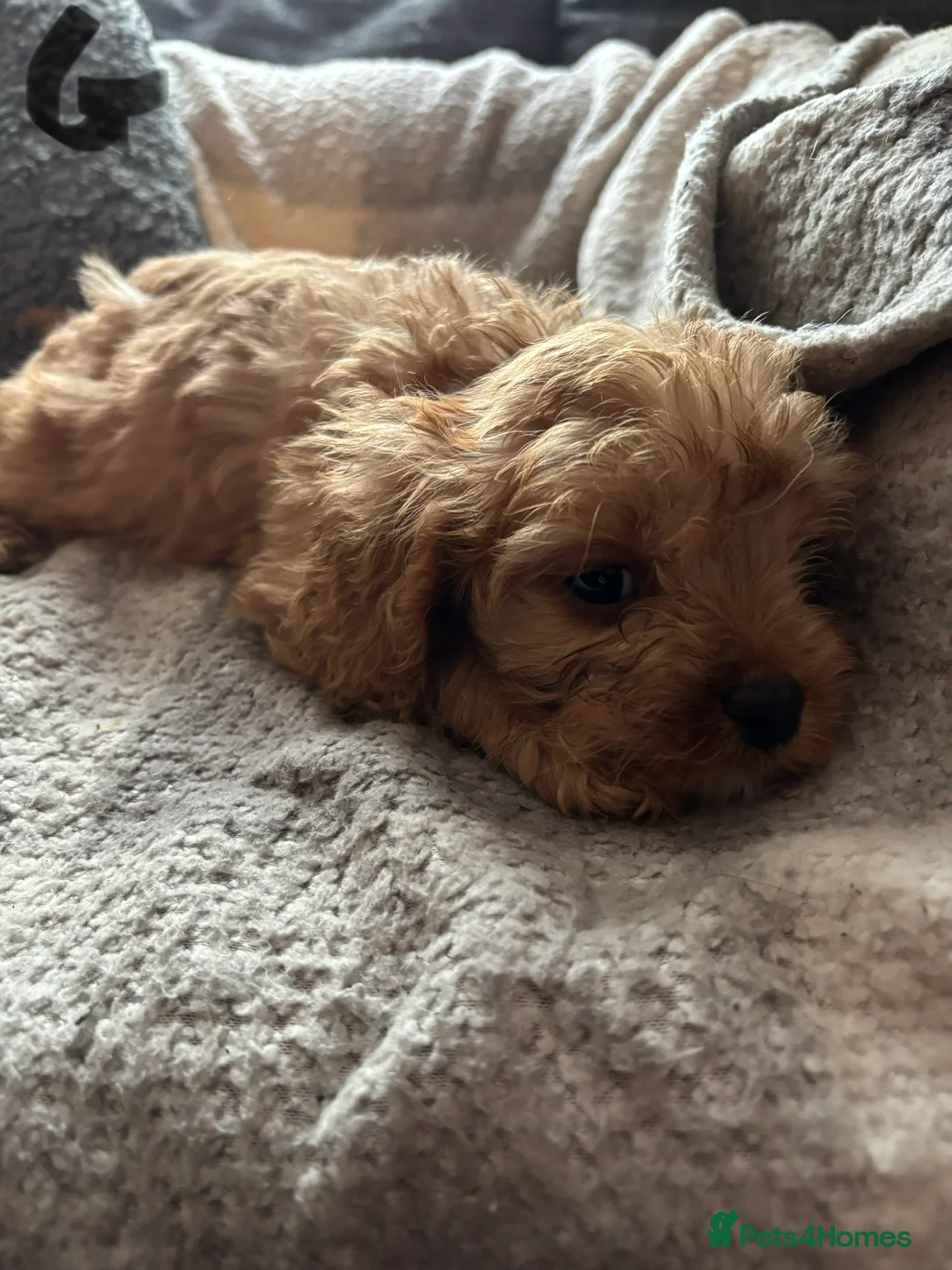Cavapoo dogs for sale: ONLY TWO LEFT! Beautiful Cavapoo Puppies - Advert 2