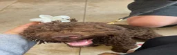 Lagotto Romagnolo dogs for sale: 9 month old Lagotto looking for his forever home - Advert 9