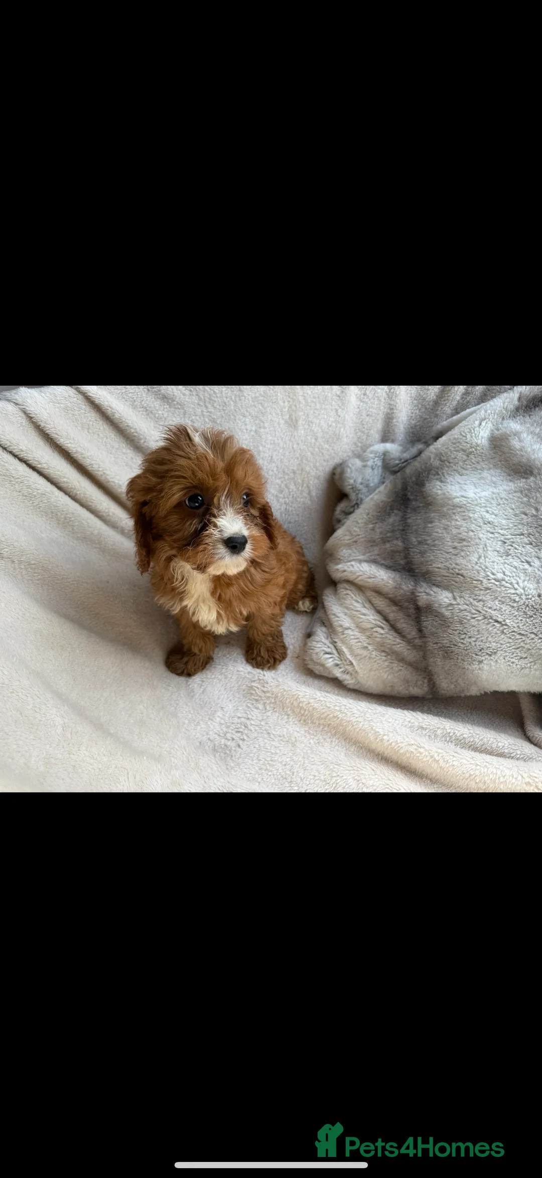 Cavapoo dogs for sale: 🐾 Beautiful red  Cavapoos 🐾 - Advert 17