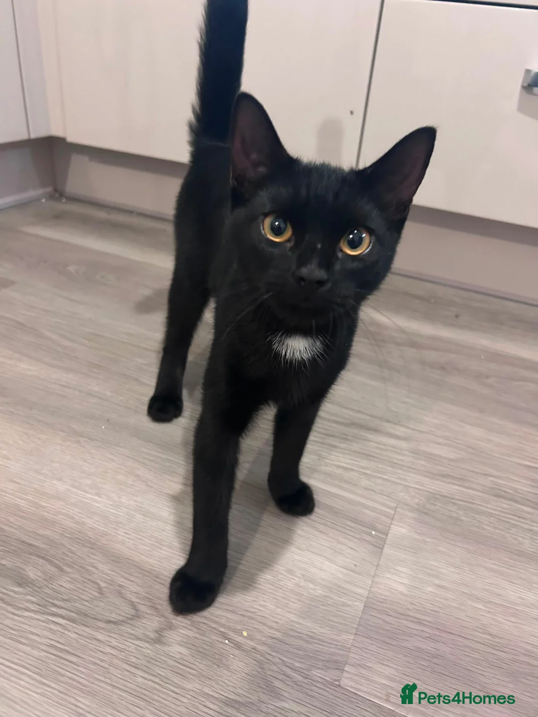 Mixed Breed cats for sale: Tortoiseshell kitten ready for new home in Canterbury - Advert 12