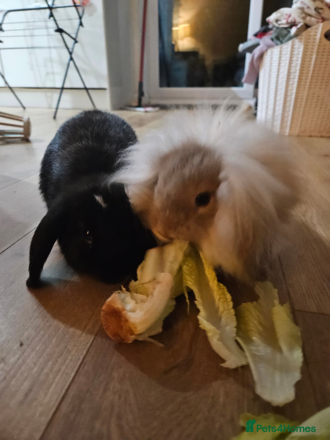 Mini Lion Lop rabbits for sale: Mini Lion & Mini Lop Rabbits 💙💙 - Advert 3
