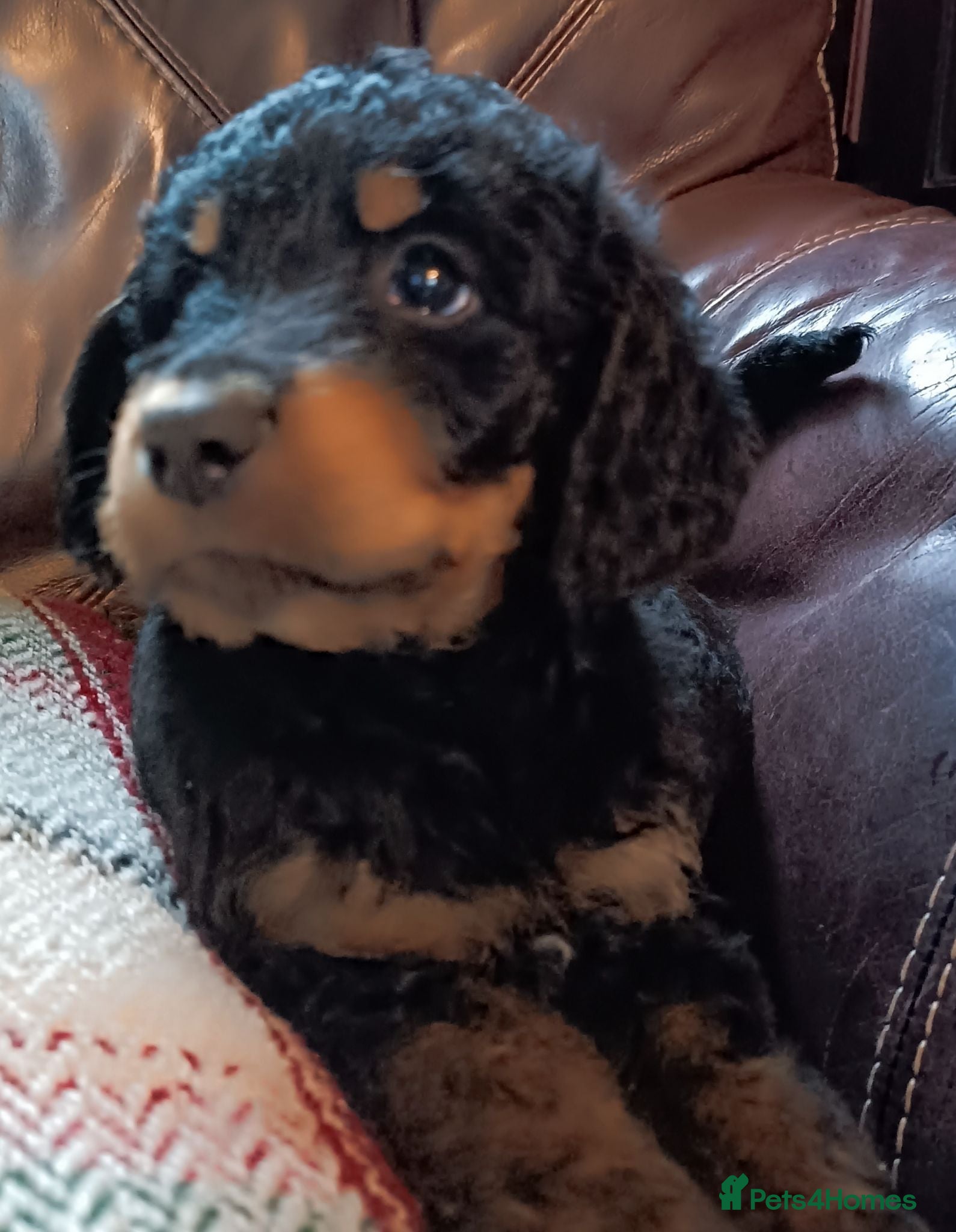 Labradoodle dogs Stunning Labradoodle pups..Last 2 - PRICE REDUCED  - Advert 3