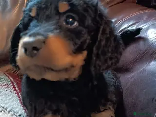 Labradoodle dogs Stunning Labradoodle pups..Last 2 - PRICE REDUCED - Advert 3