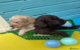 Cockapoo dogs for sale: DNA CLEAR F1  choc, merle, champagne, black - Image 4