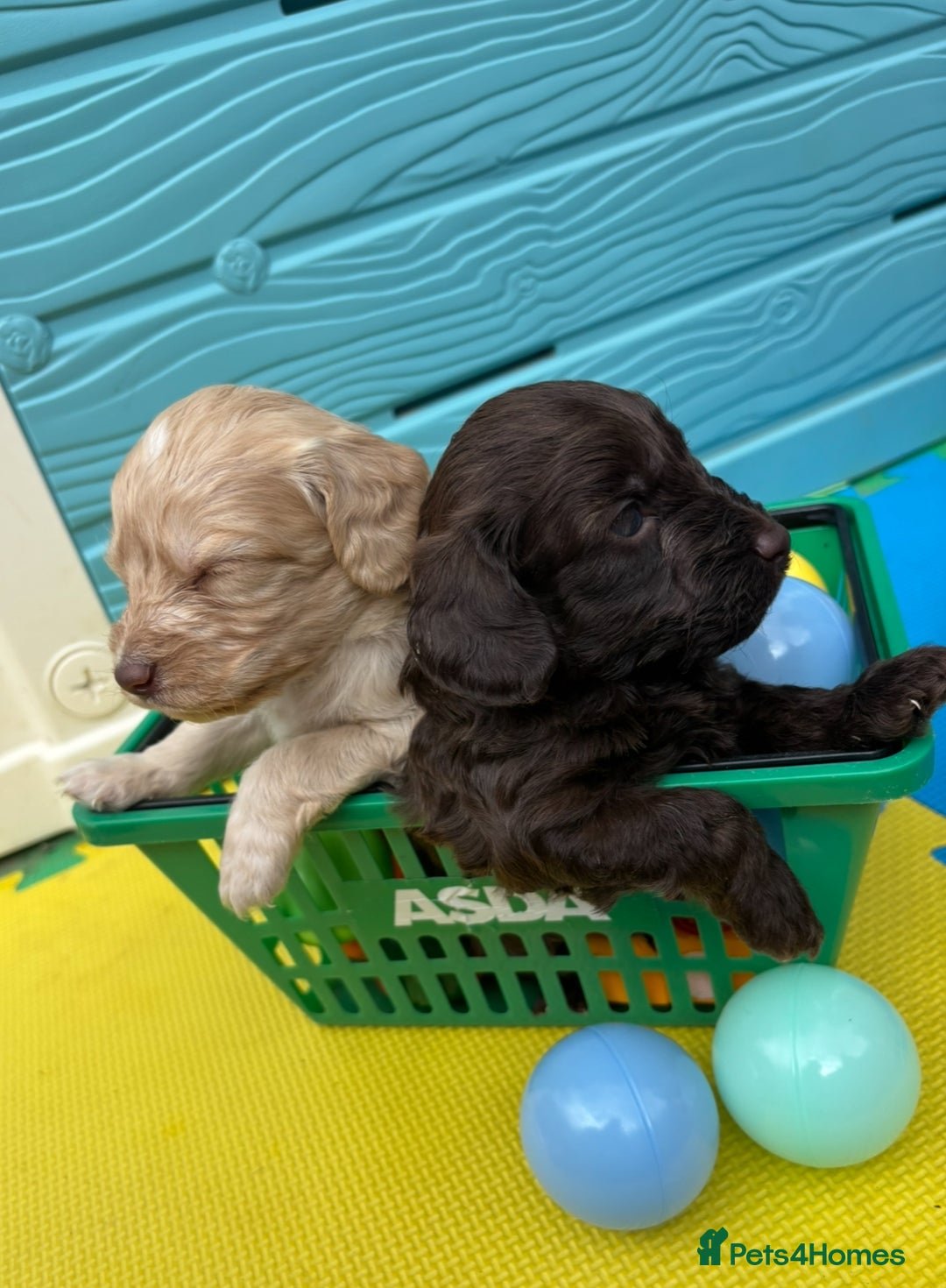 Cockapoo dogs for sale: DNA CLEAR F1  choc, merle, champagne, black - Image 4