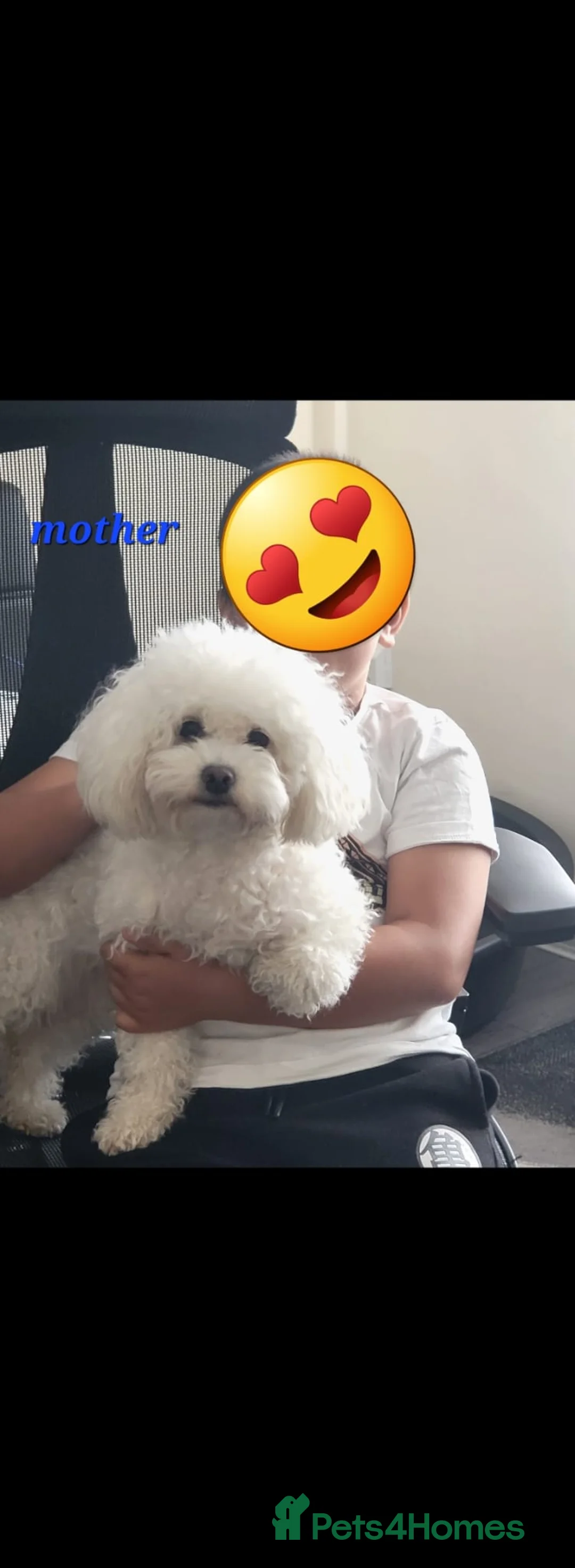Poochon dogs for sale: Beautiful Poochon Puppies 🐶 READY TO GO - Advert 1