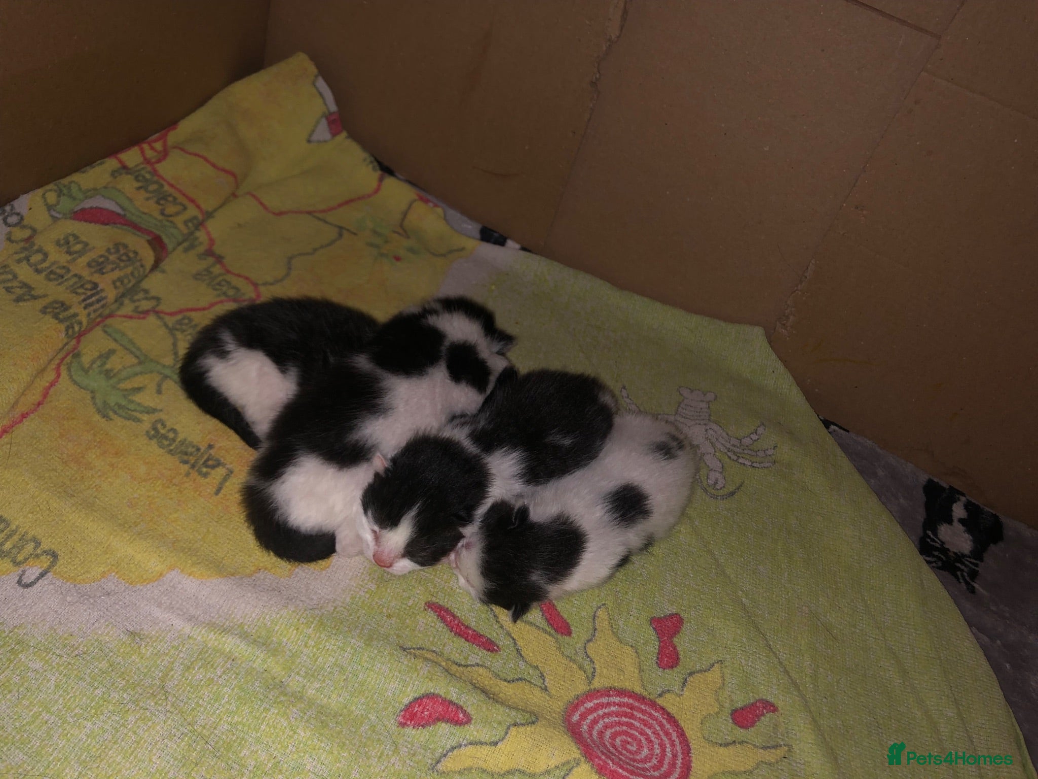 Mixed Breed cats 4 kittens looking for home.  - Advert 5