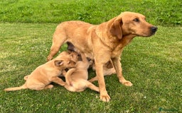 Goldador dogs for sale: Beautiful Chunky Goldador Puppies - Image 5