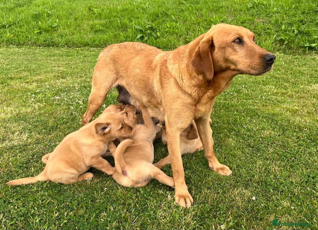 Goldador dogs for sale: Beautiful Chunky Goldador Puppies - Image 5