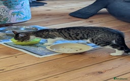 Mixed Breed cats for adoption: Rescue kitten needs forever home - Image 3