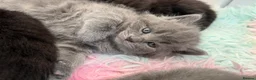 Scottish Fold cats for sale: 3 Scottish Fold Kittens 8 JUNE - Advert 9