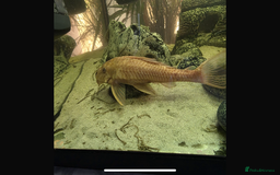 Plecos fish for sale: Albino and Black plecos need new home - Image 2