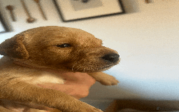Labrador Retriever dogs for sale: Labrador Retrievers - Kennel Club Registered - Image 7