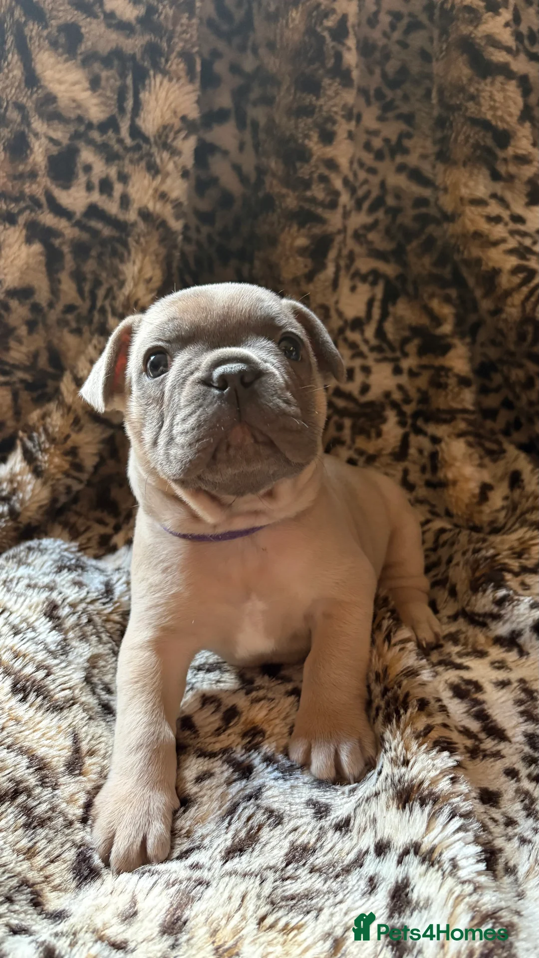 French Bulldog dogs for sale: French bull dog puppies - Advert 4