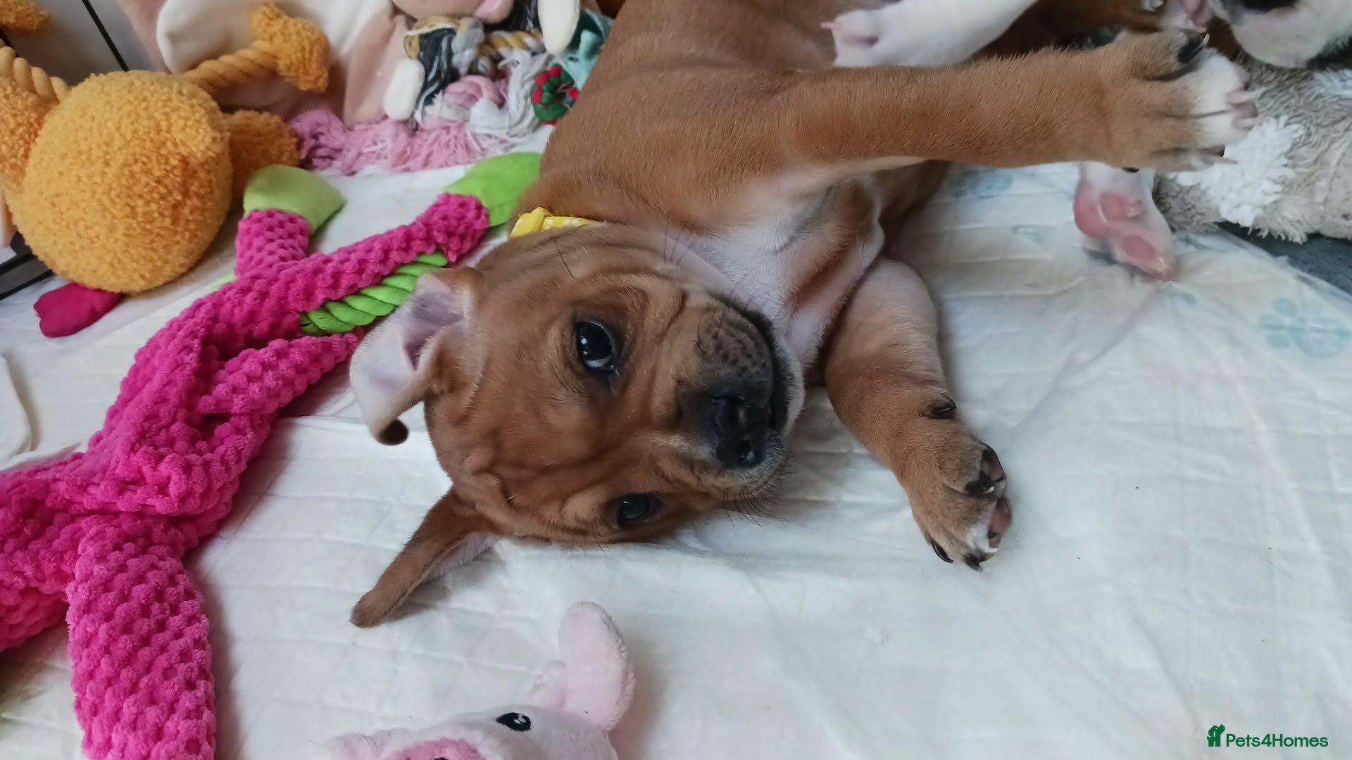 Staffordshire Bull Terrier dogs Beautiful puppies🐶🐶🐶🐶 - Advert 1