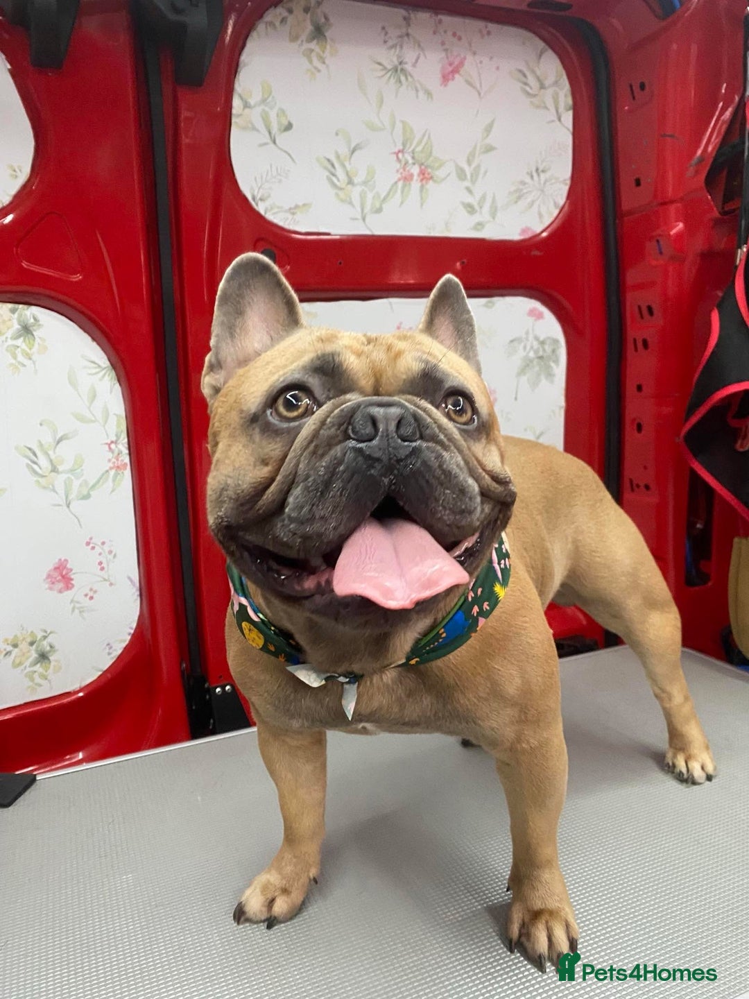 French Bulldog dogs for sale: 2 year old French bulldog  - Advert 2