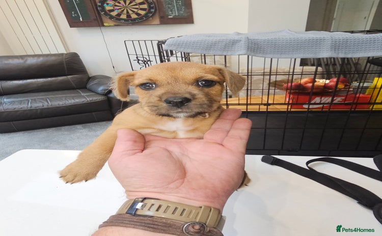 Mixed Breed dogs - Advert 10