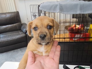 Mixed Breed dogs - Advert 5