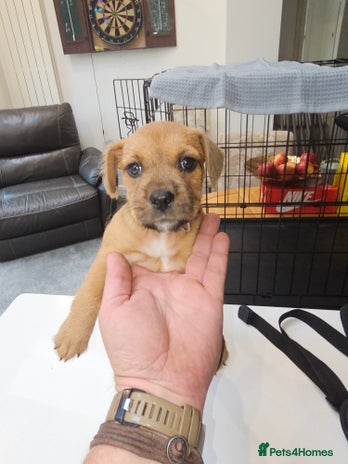 Mixed Breed dogs - Advert 4