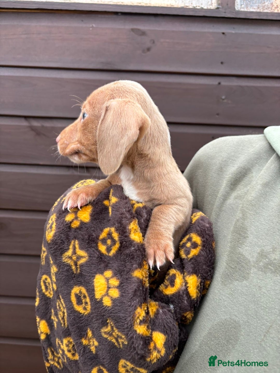 Dachshund dogs for sale: 🎅Beautiful miniature dachshunds🏡 - Advert 6