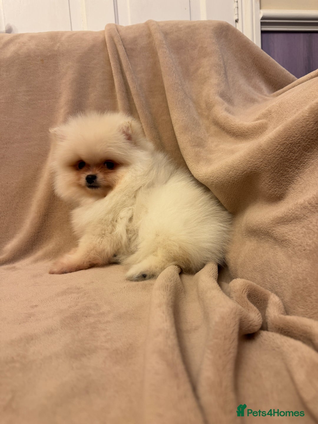 Pomeranian dogs for sale: ❤️Beautiful Pomeranian puppies❤️ - Advert 31