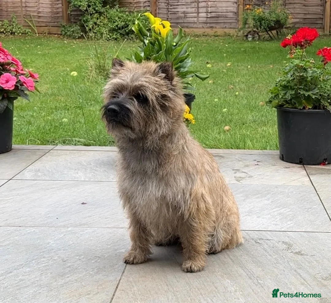 Cairn Terrier dogs for stud: Proven KC Registered Show Dog for Stud - Advert 9