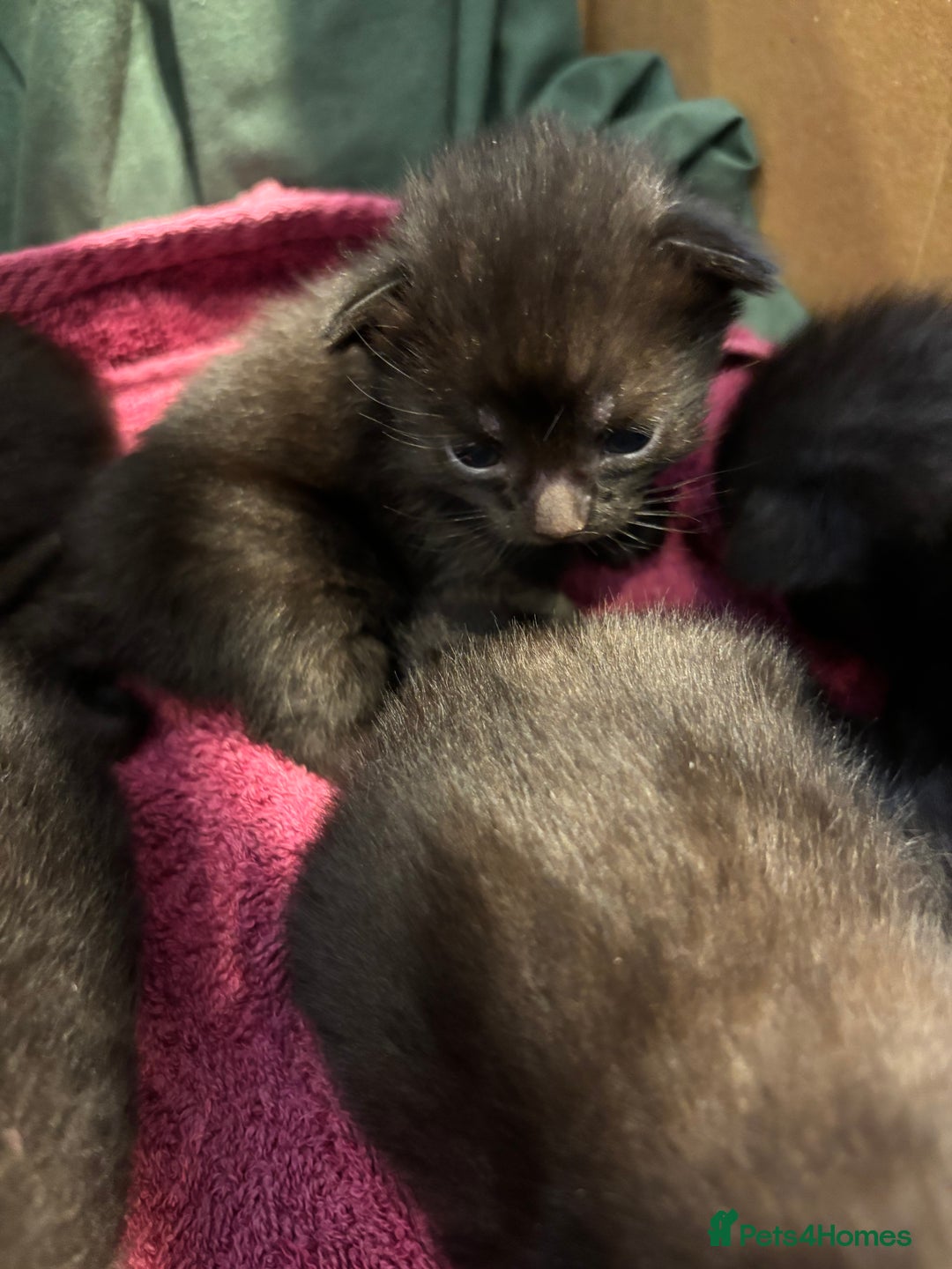 Domestic Shorthair cats for sale: Kittens for sale  - Image 6