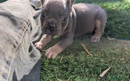French Bulldog dogs for sale: Reduced! French bulldog male puppy  - Image 12
