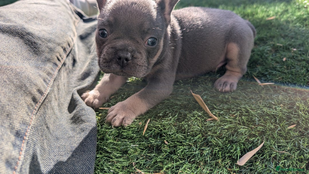 French Bulldog dogs for sale: Reduced! French bulldog male puppy  - Image 12