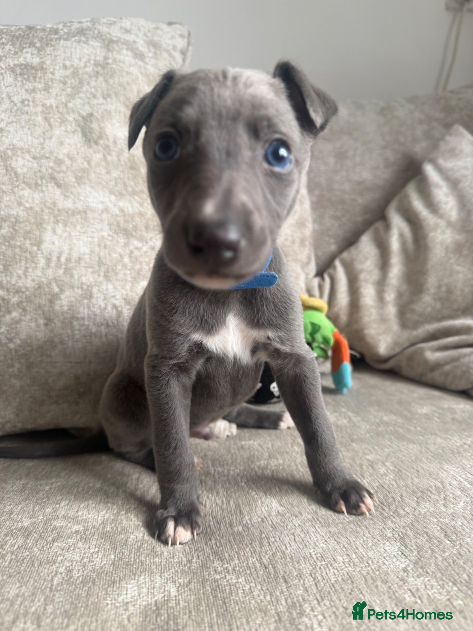 Whippet dogs Whippet puppies  1 girl and 3 boys left.  - Advert 7
