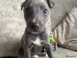 Whippet dogs Whippet puppies 1 girl and 3 boys left. - Advert 7