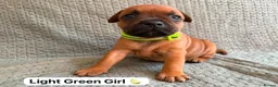 Staffordshire Bull Terrier dogs for sale: Stunning Red Staffordshire Bull Terrier Puppies - Advert 16