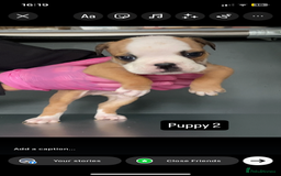 English Bulldog dogs for sale: KC registered English Bulldog Puppies  - Image 13