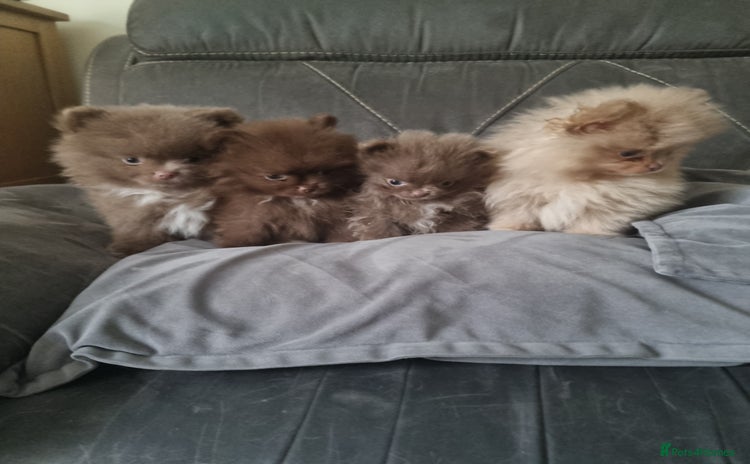 Pomeranian dogs - Advert 4