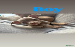 Chihuahua dogs for sale: Cute Chihuahua Pups - Image 10