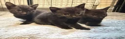 Mixed Breed cats for sale: Kittens mixed breed black and white - Advert 5