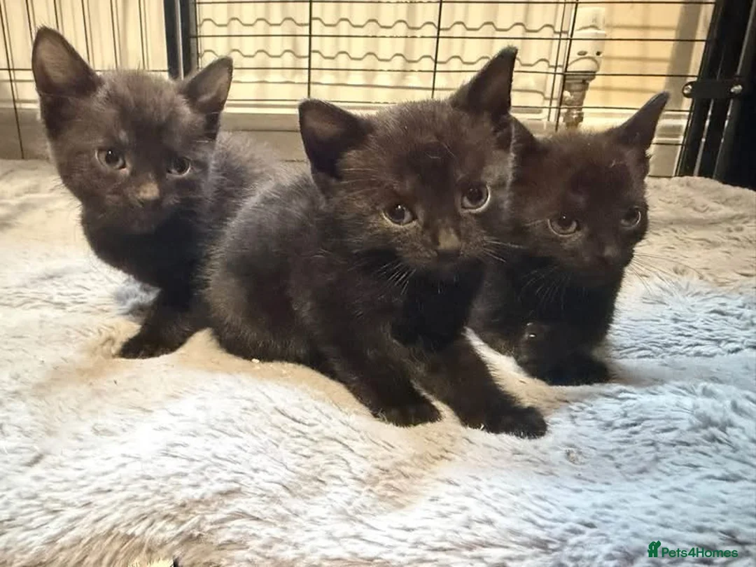 Mixed Breed cats for sale: Kittens mixed breed black and white - Advert 5