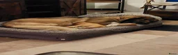 Leonberger dogs for sale: Spayed Leonberger for rehome - Advert 2