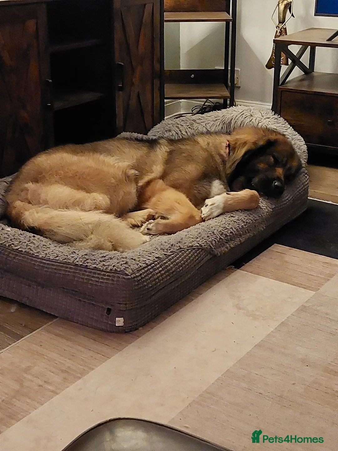 Leonberger dogs for sale: Spayed Leonberger for rehome - Advert 2