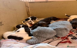 Sprocker dogs for sale: 9 Sprocker puppies  - Image 6