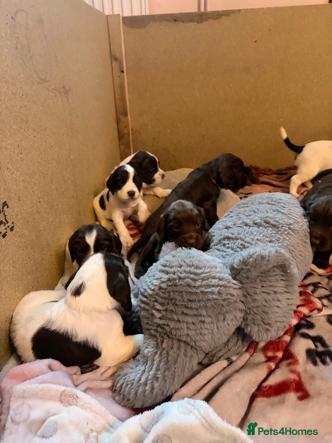 Sprocker dogs for sale: 9 Sprocker puppies  - Image 6